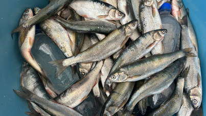 İnci kefalinin nesli ciddi tehdit altında: Tür yok olabilir