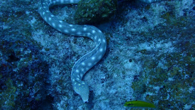 Sahilde endişe yaratan olay: Yılanlar kıyıya vurdu