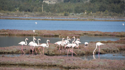 Tuzla Gölü’nde deniz marulu krizi! Doğa harikasına gölge düştü