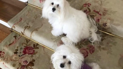 Uzmanlar uyardı: Evcil hayvanları klonlama trendi çok riskli