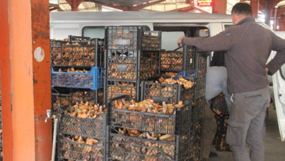 Kaz Dağları'nın çam melkisi, tezgahın yıldızı oldu