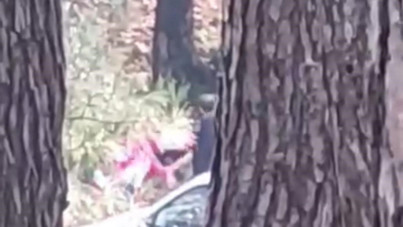 Ormanda darbedilen kadın çığlık çığlığa yardım istedi