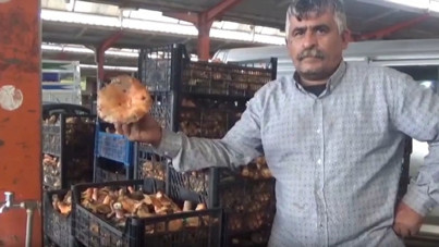 Ormanda kendi kendine yetişiyor: Toplayıp satan köylüye ek gelir sağlıyor