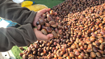 Kestane sezonu açıldı: Kilosu 175 lira