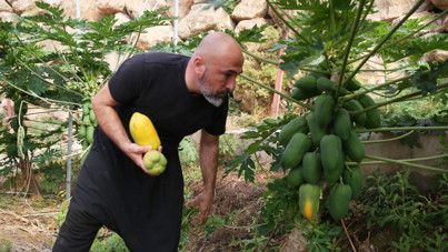Mango ve avokado gibi değil: Alanya'da üretiyor, taleplere yetişemiyor