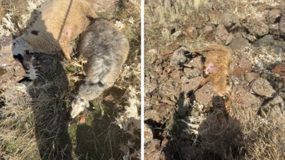 Sürüden ayrılan koyunları kurt kaptı: 28 koyun telef oldu