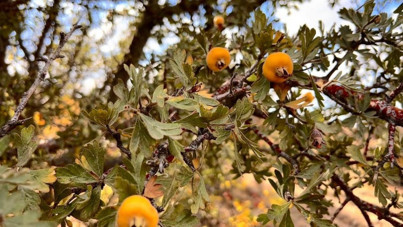 Talep yoğun: Büyüklerimiz 'Yersen yolun uzun olur' derdi