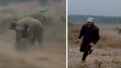 Fil sürüsü köylere saldırdı: 4 ölü