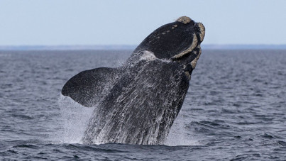 Hızla yayılıyor, türler arası geçiş yapabiliyor: Balinaların nefesinde ölümcül virüs bulundu