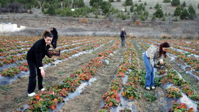 Hobi olarak çilek üretti, taleplere yetişemiyor