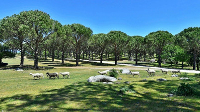 İzmir'de fıstık çamı alanına ‘granit ocağı’ onayı