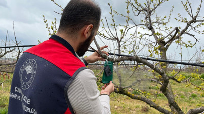 Çanakkale’de kahverengi kokarca için tuzaklı takip başladı