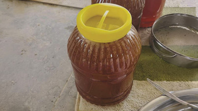 Sezonun ilk ürünü hasat edildi! Fiyatlar bin 250 TL’den başlıyor