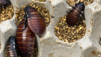 100 binden fazla hamamböceğini kaçırmaya çalıştılar
