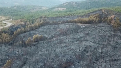 Muğla’daki orman yangınlarında bilanço ağır: 5 bin hektardan fazla alan kül oldu