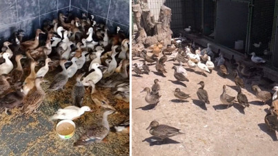Edirne'de çiftliğe operasyon: 257 yabani kuş ele geçirildi