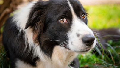 Köpekler korkulu, kızgın ve üzgün yüzleri ayırt ediyor