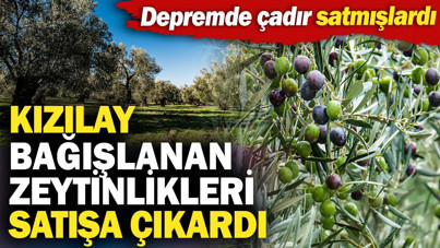 Kızılay bağışlanan zeytinlikleri satışa çıkardı: Depremde çadır satmışlardı