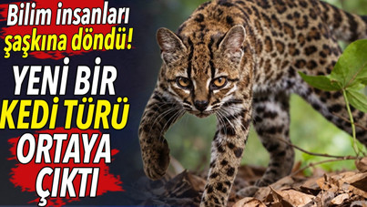 Yeni bir kedi türü ortaya çıktı. Bilim insanları şaşkına döndü
