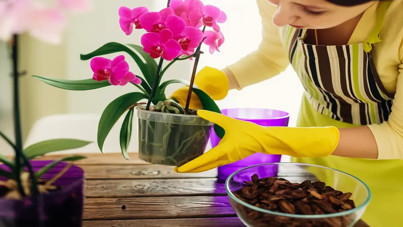 Vazodaki çiçeğin sırrı ortaya çıktı! Nedeni sandığınız gibi değil