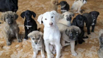 Almanya'da köpek sahiplerinden 429 milyon euro vergi toplandı