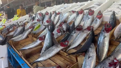 Vatandaşlar akın etti. Palamut bolluğu yaşanıyor