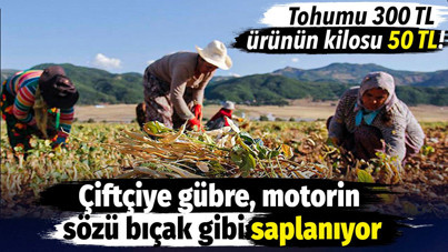 Tohumu 300, ürünün kilosu 50 TL! Çiftçiye gübre, motorin sözü bıçak gibi saplanıyor