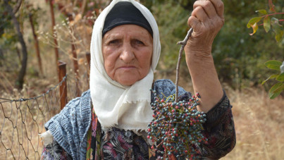 Annesinden öğrendi, 78 yaşında hâlâ topluyor. Yılda 450 ton üretiliyor