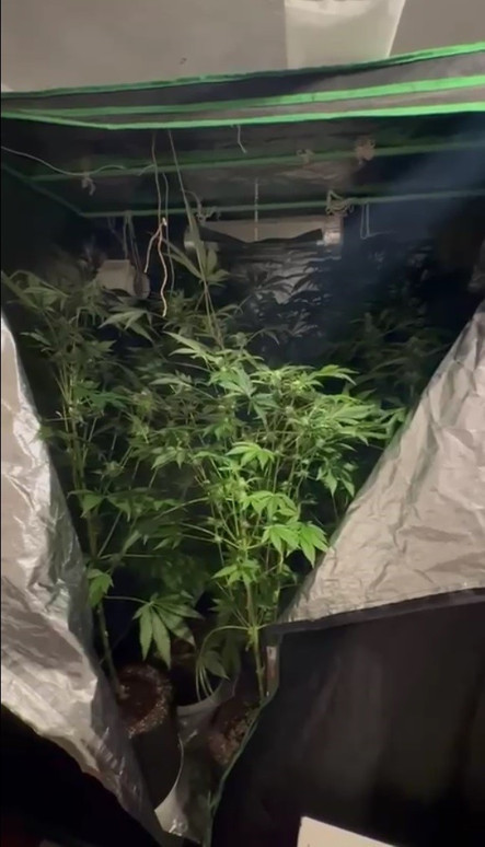 Öğretmen, evini uyuşturucu bahçesine çevirdi - Resim : 1