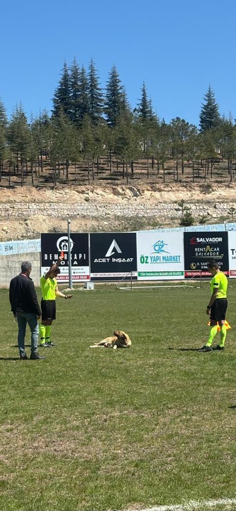 Sahaya giren köpeğe hakemden kırmızı kart - Resim : 1