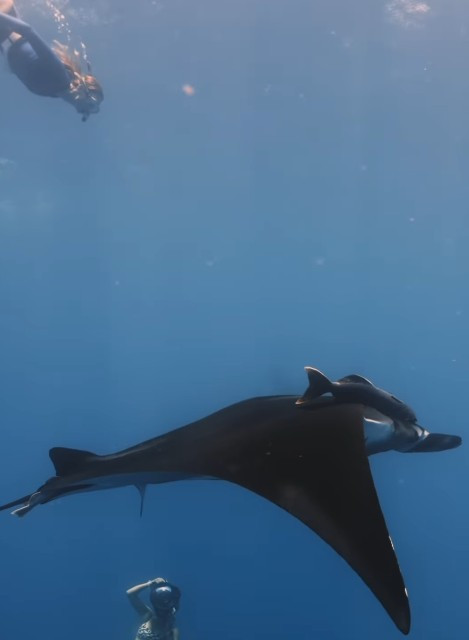 Yasemin Kay Allen okyanusta balina ve köpekbalıklarıyla yüzdü - Resim : 2