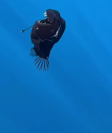 Denizde endişe yaratan görüntü: Bir anda yüzeye çıktı - Resim : 1