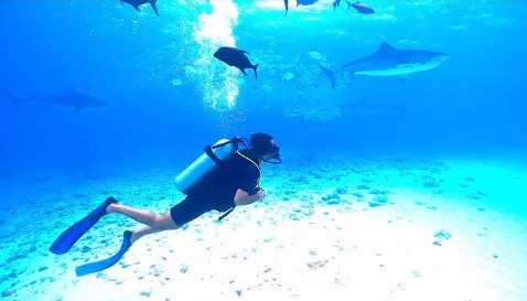 Mahsun Kırmızıgül, köpekbalığıyla burun buruna geldi - Resim : 1