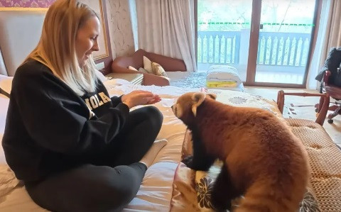 Pandayı 'uyandırma görevlisi' olarak kullanan otele büyük tepki - Resim : 1