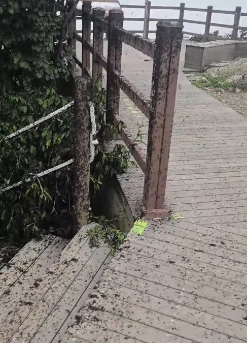 Şehri sinekler bastı: Yürümek imkansız, kent sakinleri sabırsız - Resim : 1