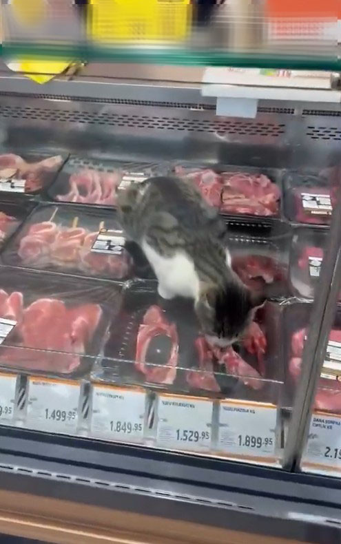 Türkiye’nin en meşhur marketinde skandal! Kedi kilosu 1500 liralık eti yedi, çalışan 'Bir şey yapmaz abla' dedi - Resim : 1