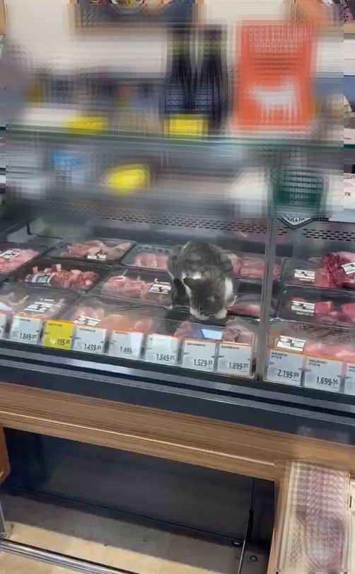Türkiye’nin en meşhur marketinde skandal! Kedi kilosu 1500 liralık eti yedi, çalışan 'Bir şey yapmaz abla' dedi - Resim : 2
