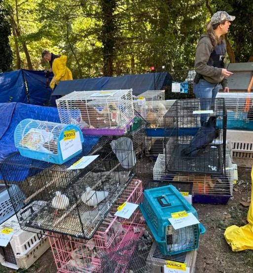 Kirpi, sincap, horoz... Evden tam 206 hayvan çıktı - Resim : 2