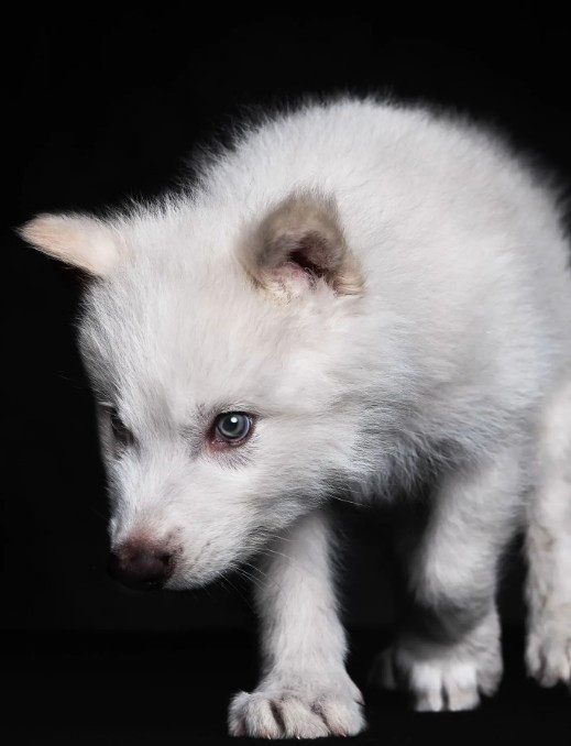 12 bin yıl önce nesli tükenen ulu kurtlar hayata döndürüldü - Resim : 2
