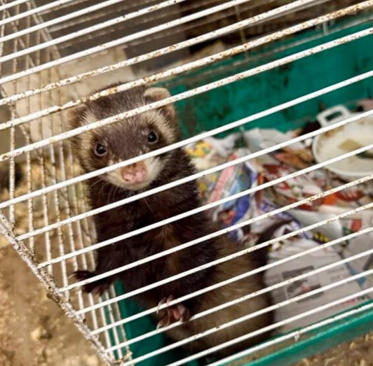 Kirpi, sincap, horoz... Evden tam 206 hayvan çıktı - Resim : 3