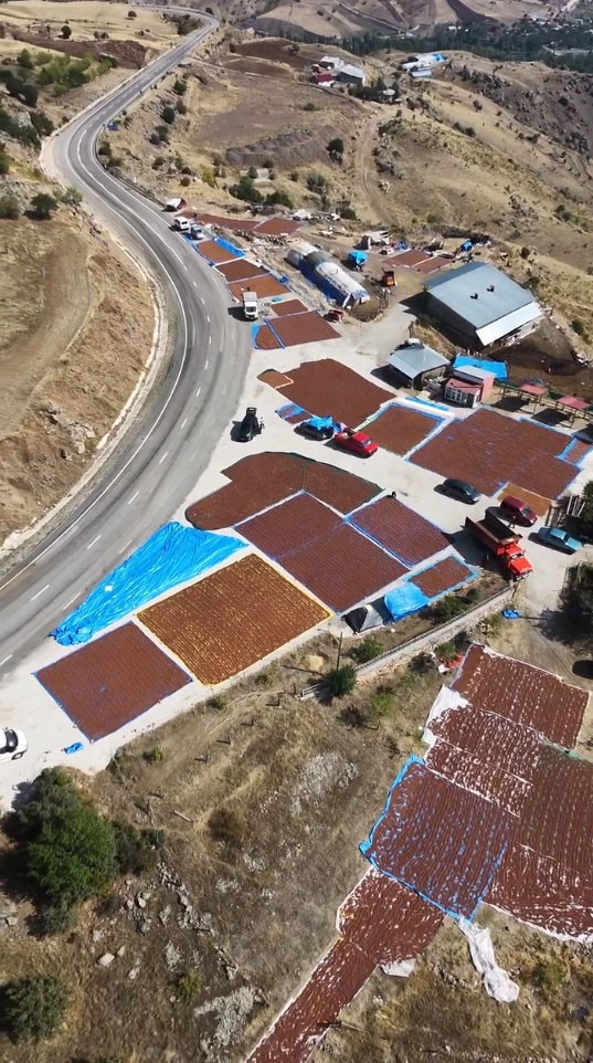 Fındıkta hasat sonrası büyük telaş başladı. Zamanla yarışıyorlar - Resim : 1