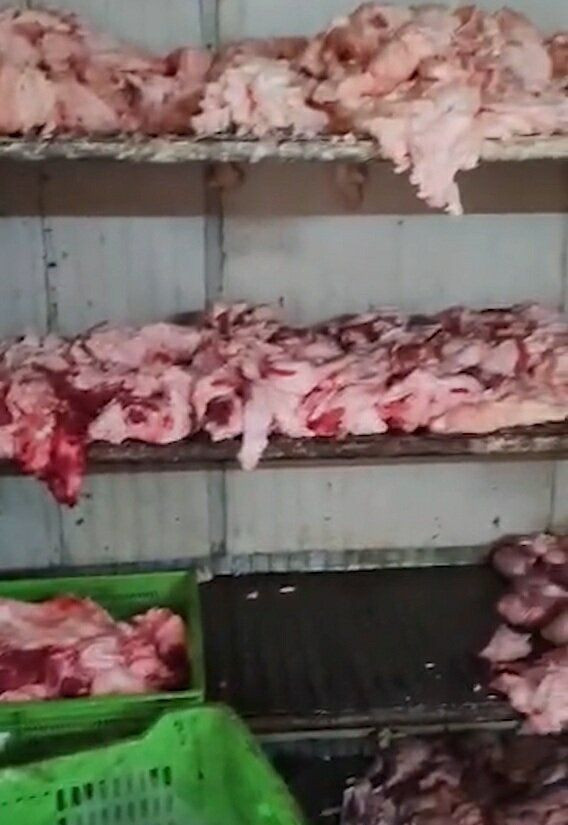 Çanakkale'de mide bulandıran görüntüler - Resim: 2