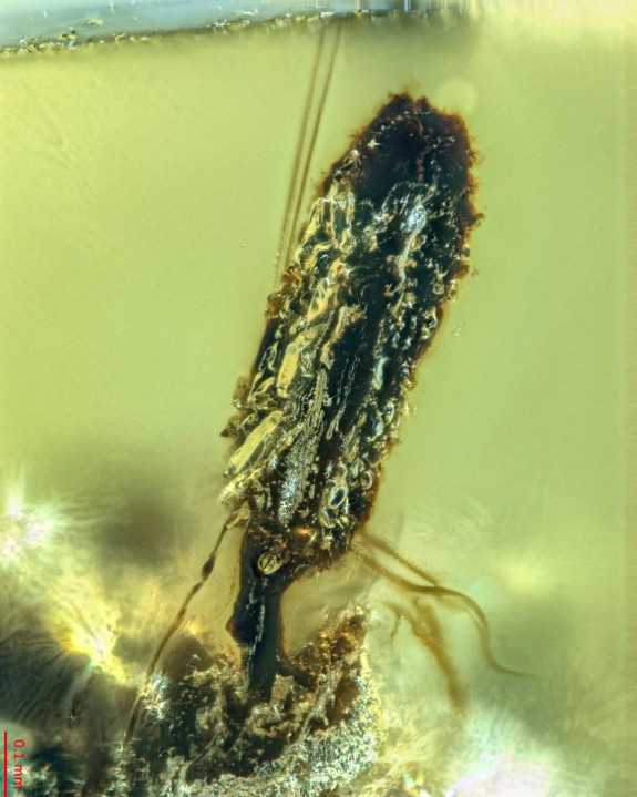 99 milyon yıllık fosiller şoke etti: Karınca ve sineği 'zombileştiren' mantar - Resim : 1