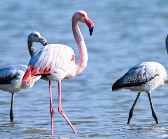 Doğu Akdeniz'de flamingo patlaması! İki katına çıktı