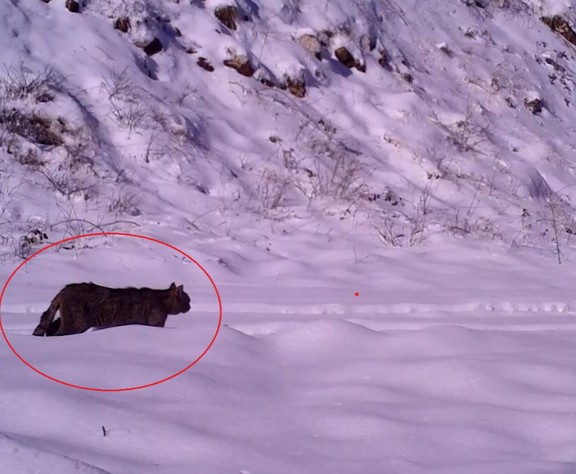 Yaban hayatında nadir görülen anlar: Fotokapan böyle çekti