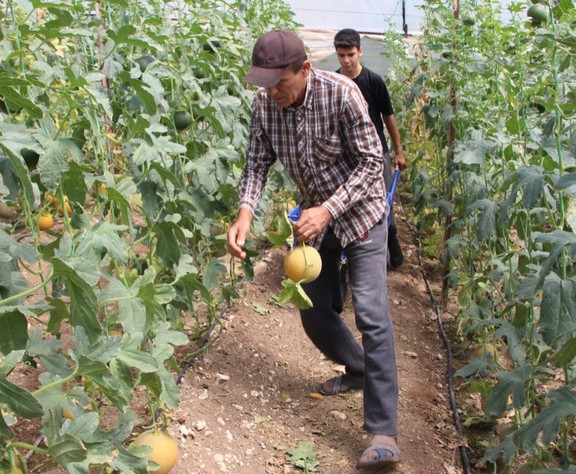 "Bu mevsimde kavun olmaz" dediler: Kilosunu 200 TL'den sattı