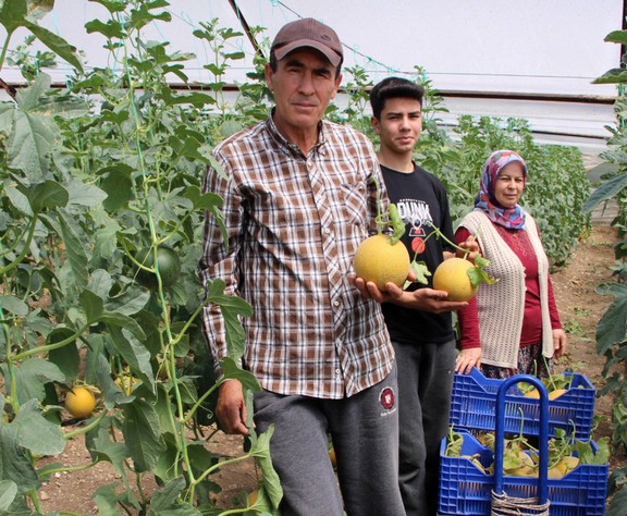 'Bu mevsimde olmaz' diyenleri takmadı, tanesini 300 TL'ye satıyor