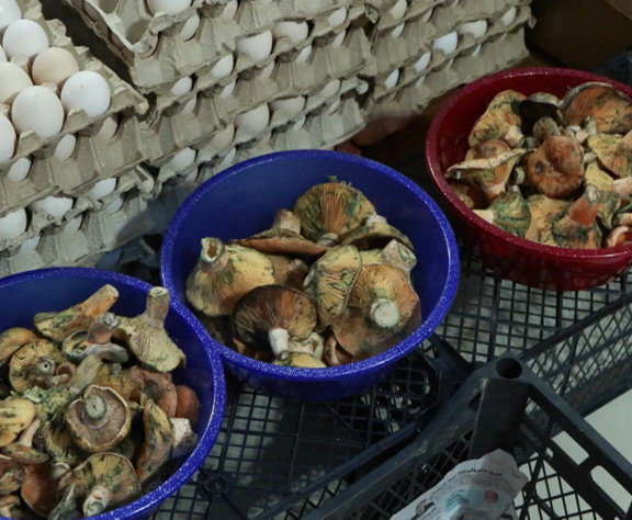 Uzmanlar uyardı: Ormandan toplayıp yemeyin, eskiler 'ölüm meleği' diyor