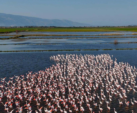 Tarım arazileri sular altında kalınca flamingolar akın etti