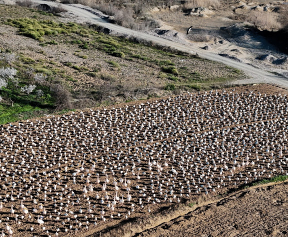 Baharın habercileri şehre akın etti